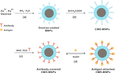 Preparation Of Carboxymethylated Dextran Coated Magnetic Nanoparticles