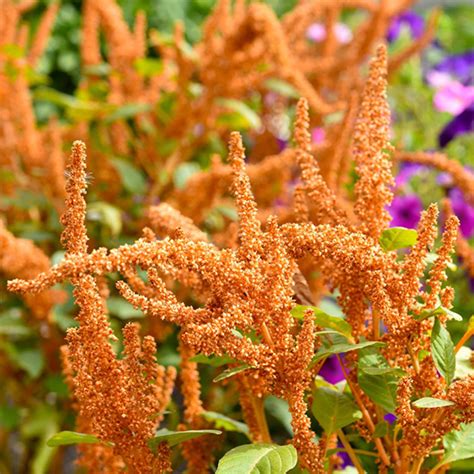 Amarant Amaranthus Cruentus Hot Biscuits Tuinplanten Den Kreupel