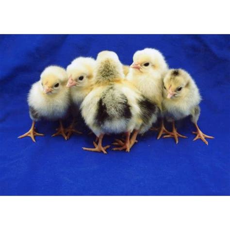 Cackle Hatchery Columbian Wyandotte Bantam Chicken Straight Run Male