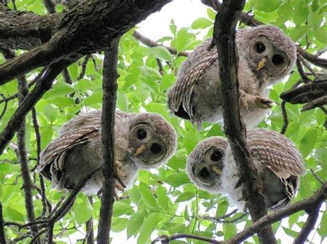 Juvenile Barred Owls Strix Varia In Minnesota Usa By Pat Wolesky