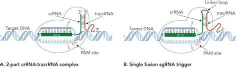 CRISPR guide RNA format affects genome editing outcomes