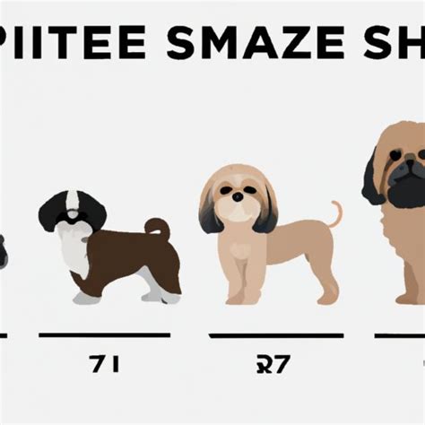 How Big Does A Shih Tzu Get Exploring The Average Height Weight