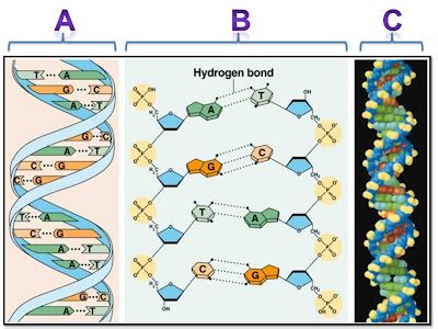 Biolog A Bi Estructura Del Adn