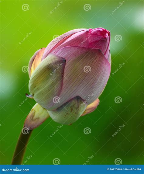 Pink Flower Bud Of Nelumbo Nucifera Also Known As The Indian Or Sacred