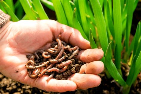 Comment Attirer Et Maintenir Les Vers De Terre Dans Votre Potager Afin