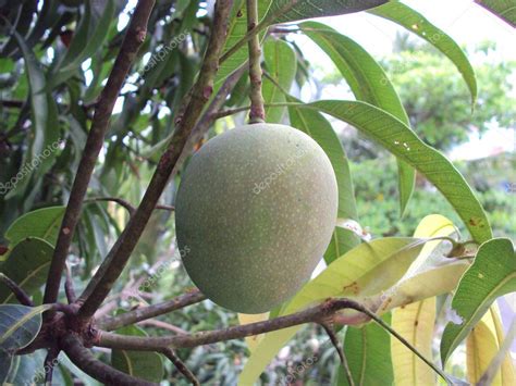 Mango Ripened On A Mango Tree — Stock Photo © Harikumar 6117390