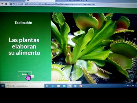 Descubre el fascinante proceso de cómo elaboran su alimento las plantas