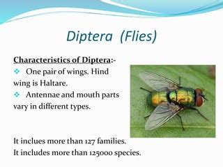 Diptera (Flies).pptx