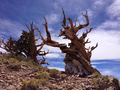 Our Hiking Mystery: Ancient Bristlecone Pine Forest Discovery Trail