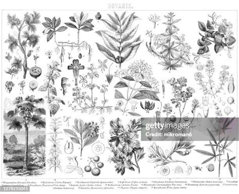 782 Cross Section Of A Dicot Leaf Stock Photos, High-Res Pictures, and ...