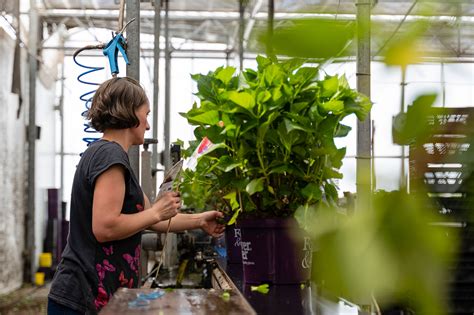 Forever & Ever - de beste selectie tuinplanten - Forever&Ever