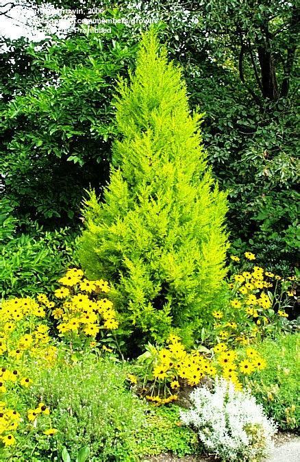 Monterey Cypress Lemon Cypress Goldcrest With Black Eyed Susans