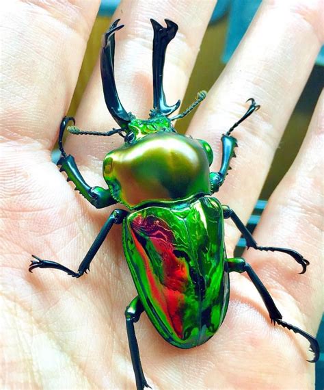 This Rainbow Stag Beetle Is Completely Stunning Stag Beetle Beetle