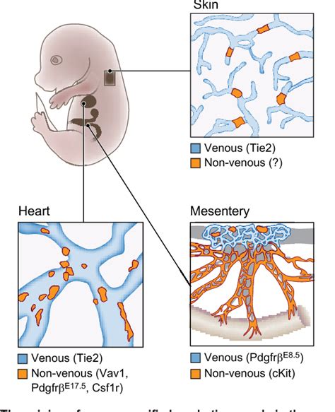 Pdf Development Of The Lymphatic System New Questions And Paradigms