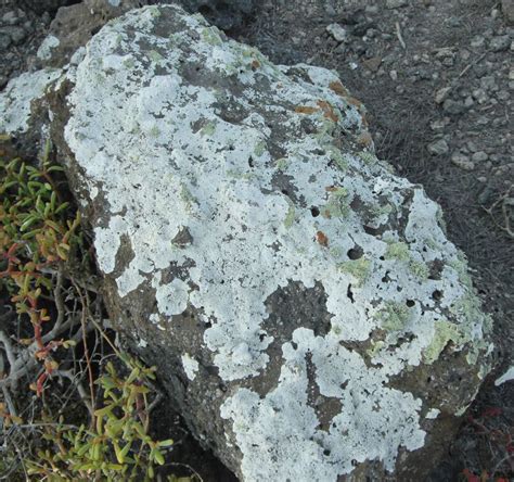 Lichens Growing On Sugar Maple Trees A Sign Of Not Enough Water Press