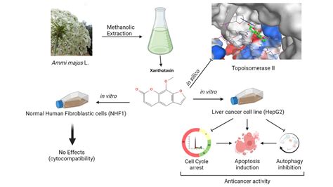 Molecules Free Full Text Potential Anticancer Activity Of The