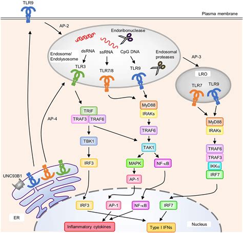 Frontiers Signaling Through Nucleic Acid Sensors And Their Roles In