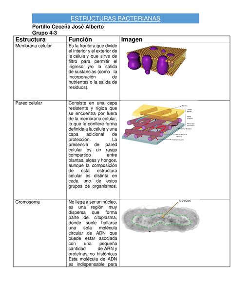 Estructuras bacterianas Portillo Ceceña José Alberto Grupo 4 3