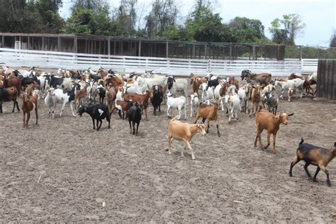 Governo Provincial de Cabinda Notícias CABINDA FAZENDA HAL EM