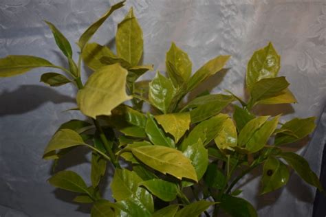 Aucuba Japonica Rozannie Japanese Laurel Artisan Aquatics