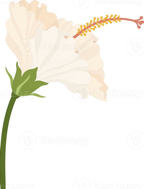 White Hibiscus Flower Hand Drawn Illustration 10173793 Png