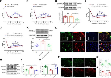 Frontiers Catalpol Ameliorates Cfa Induced Inflammatory Pain By