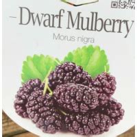 Dwarf Mulberry Plant in Sydney | Sweet, Juicy Mulberries for Your Garden