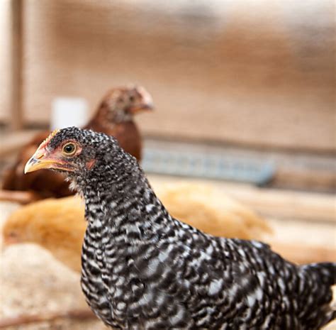 Barred Rocks Laying Hens Rocky Mountain Farm Hansen Acres