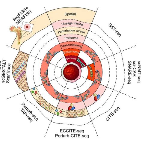 Single Cell Multimodal Platforms And Their Uses A Number Of Recently