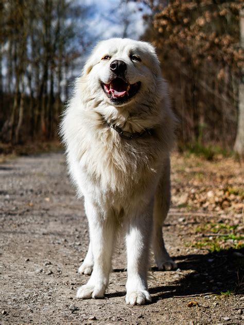 Maremma Vs Great Pyrenees: Can You Tell The Difference Between Sheepdogs?