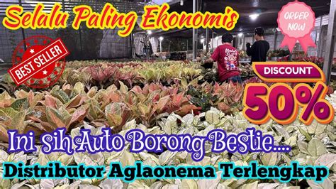 SELALU ADA KEJUTAN HARGA AGLAONEMA DISINI SUPER EKONOMIS LENGKAP