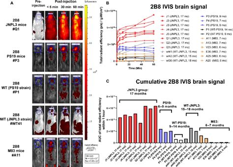 In Vivo Imaging In Jnpl And Ps Tauopathy Mice And Control Mice A