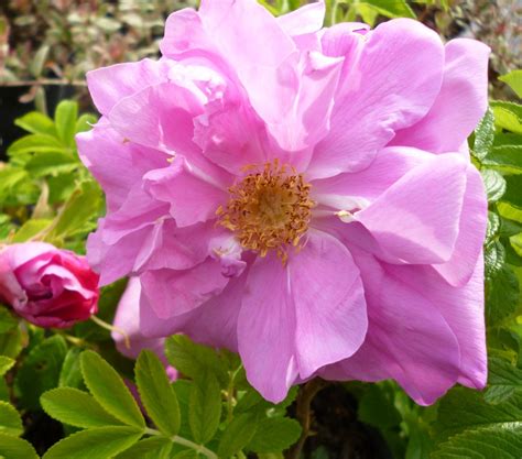 Rosa Fru Dagmar Hastrup Climbing