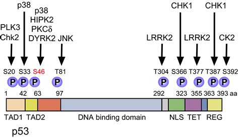 Tumor Suppressive Role For Kinases Phosphorylating P In Dna Damage