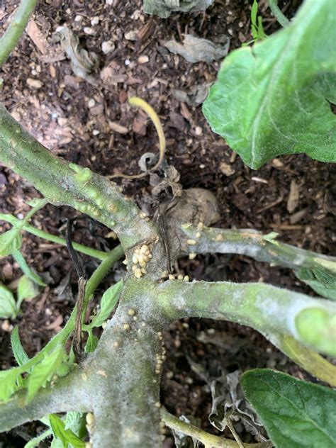 Can Anyone Tell Me What These Bumps Are That Have Formed On My Tomato