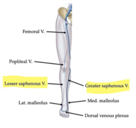 ANAT 392 Lecture 9 Thigh Anterior Medial Compartments