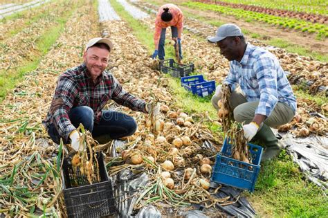 Team Of Farmers Harvesting Onions Together In Farmers Field Stock Photo