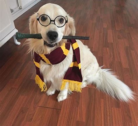 Cachorros fãs de Harry Potter se fantasiam de alunos de Hogwarts