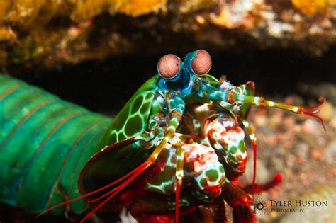 Mantis Shrimp Wallpapers Wallpaper Cave