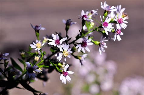 Pretty Fall Wildflower In My Yard Flowers Photography Wild Flowers