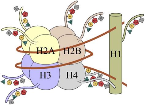 Histones And Modifications Of Histone Tails Core And Linker Histones