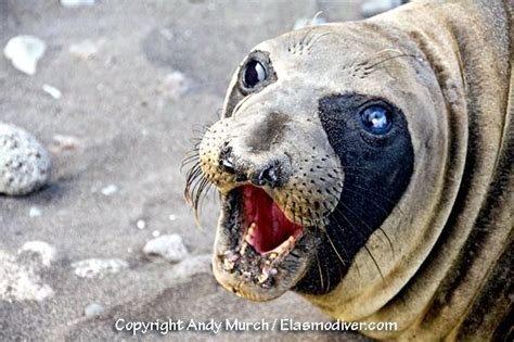 Northern Elephant Seal Ocean Treasures Memorial Library