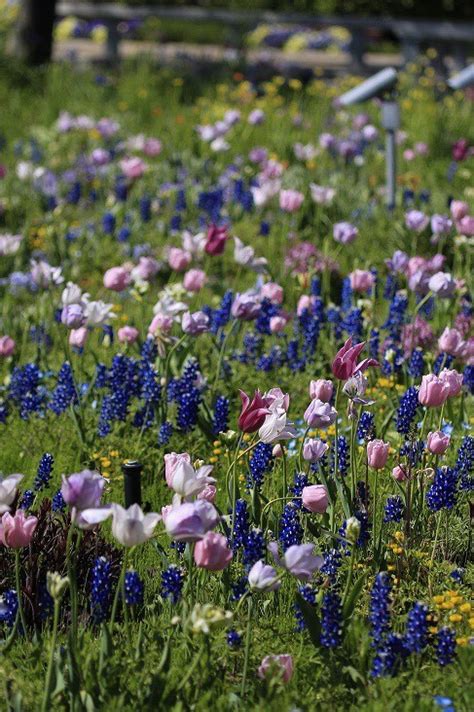 ブルーボネット 春の花 名古屋市港区の撮影観光スポットの名所 東海カメラマップ