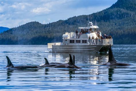 Alaska Whale Watching: Where to Go & Planning Tips | Travel Alaska