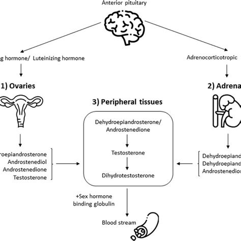 A Schematic Representation Of Sources Of Androgen In Postmenopausal Download Scientific Diagram