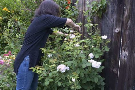 How to Deadhead Roses After Blooming