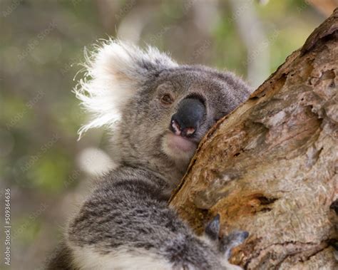 Koala Bear - A Tree Hugger. Stock Photo | Adobe Stock