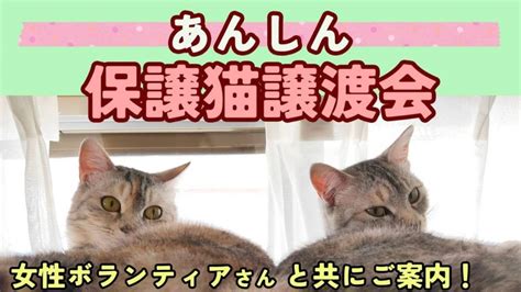 223金祝1300~1500 第1回「あんしん保護猫譲渡会」を開催します！ 保護猫シェルターにゃんと