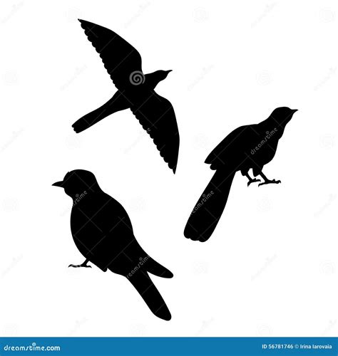 Cuckoo Bird Illustration Isolated On White Background | CartoonDealer ...