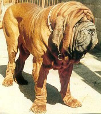 Dogs Info: Australia Neapolitan Mastiff Breeders